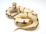 Load image into Gallery viewer, 2021 Male Bumble Bee Lucifer Bald + Ball Python 