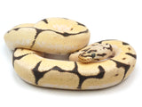 Load image into Gallery viewer, 2021 Male Bumble Bee Lucifer Bald + Ball Python 