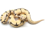 Load image into Gallery viewer, 2021 Male Bumble Bee Lucifer Bald + Ball Python 