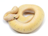 Load image into Gallery viewer, 2021 Male Bumble Bee Pinstripe Bald Yellowbelly Spector Ball Python