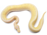 Load image into Gallery viewer, 2021 Male Bumble Bee Pinstripe Bald Yellowbelly Spector Ball Python
