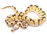 Load image into Gallery viewer, 2021 Male Bumblebee Microscale Possible Het Clown Ball Python