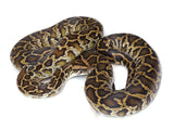 Load image into Gallery viewer, 2021 Male Burmese Python