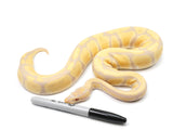Load image into Gallery viewer, 2021 Male Candino Enchi Ball Python