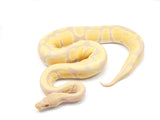 Load image into Gallery viewer, 2021 Male Candino Enchi Ball Python