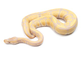 Load image into Gallery viewer, 2021 Male Candy Candino Ball Python