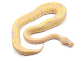Load image into Gallery viewer, 2021 Male Candy Candino Ball Python