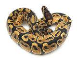 Load image into Gallery viewer, 2021 Male Coffee + Ball Python