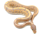 Load image into Gallery viewer, 2021 Male Coral Glow Black Pastel Het Clown Ball Python