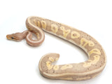 Load image into Gallery viewer, 2021 Male Coral Glow Blackhead Leopard Fader Ball Python.