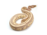 Load image into Gallery viewer, 2021 Male Coral Glow Blackhead Leopard Fader Ball Python.