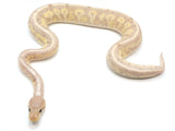 Load image into Gallery viewer, 2021 Male Coral Glow Cinnamon Possible Calico Ball Python