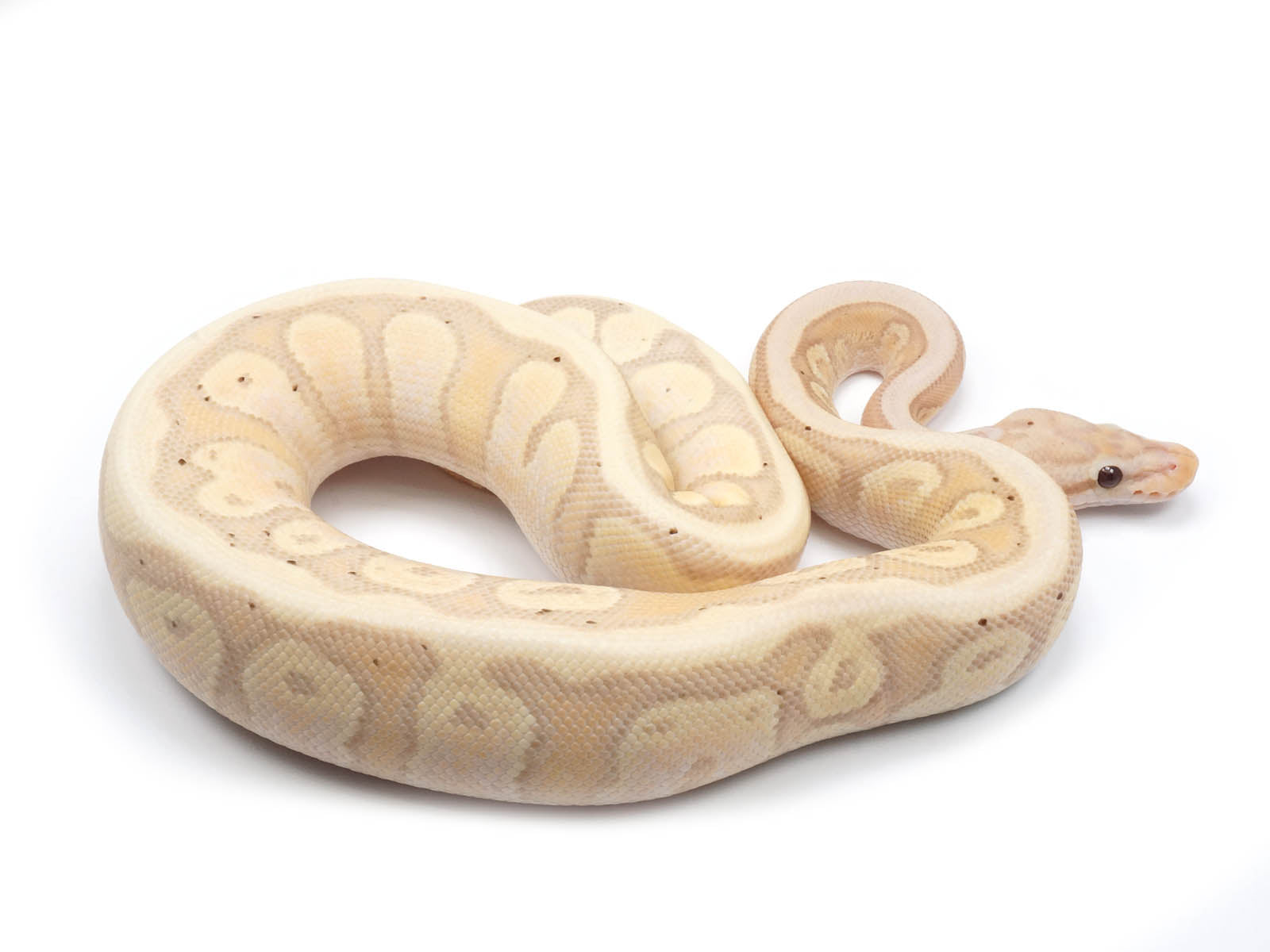 Sugar Pastel Ball Python