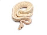 Load image into Gallery viewer, 2021 Male Coral Glow Enchi Inferno Possible Spotnose + Ball Python