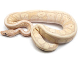 Load image into Gallery viewer, 2021 Male Coral Glow Enchi Inferno Possible Spotnose + Ball Python