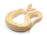 Load image into Gallery viewer, 2021 Male Coral Glow Genetic Stripe ++ Ball Python.