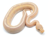 Load image into Gallery viewer, 2021 Male Coral Glow Genetic Stripe ++ Ball Python