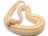 Load image into Gallery viewer, 2021 Male Coral Glow Genetic Stripe + Ball Python
