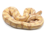 Load image into Gallery viewer, 2021 Male Coral Glow Lucifer Fader Het Pied Ball Python - Nice!