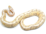Load image into Gallery viewer, 2021 Male Coral Glow Lucifer Spotnose From Odium Ball Python
