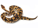 Load image into Gallery viewer, 2021 Male Crypton Het Pied Ball Python