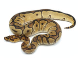 Load image into Gallery viewer, 2021 Male Enchi Clown Het Pied Ball Python