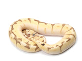 Load image into Gallery viewer, 2021 Male Enchi Lesser Bee Bald Ball Python