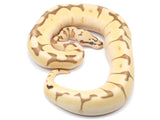 Load image into Gallery viewer, 2021 Male Enchi Lesser Bee Bald Ball Python