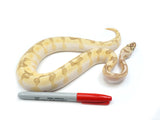 Load image into Gallery viewer, 2021 Male Enchi Lesser Bee Malum Ball Python