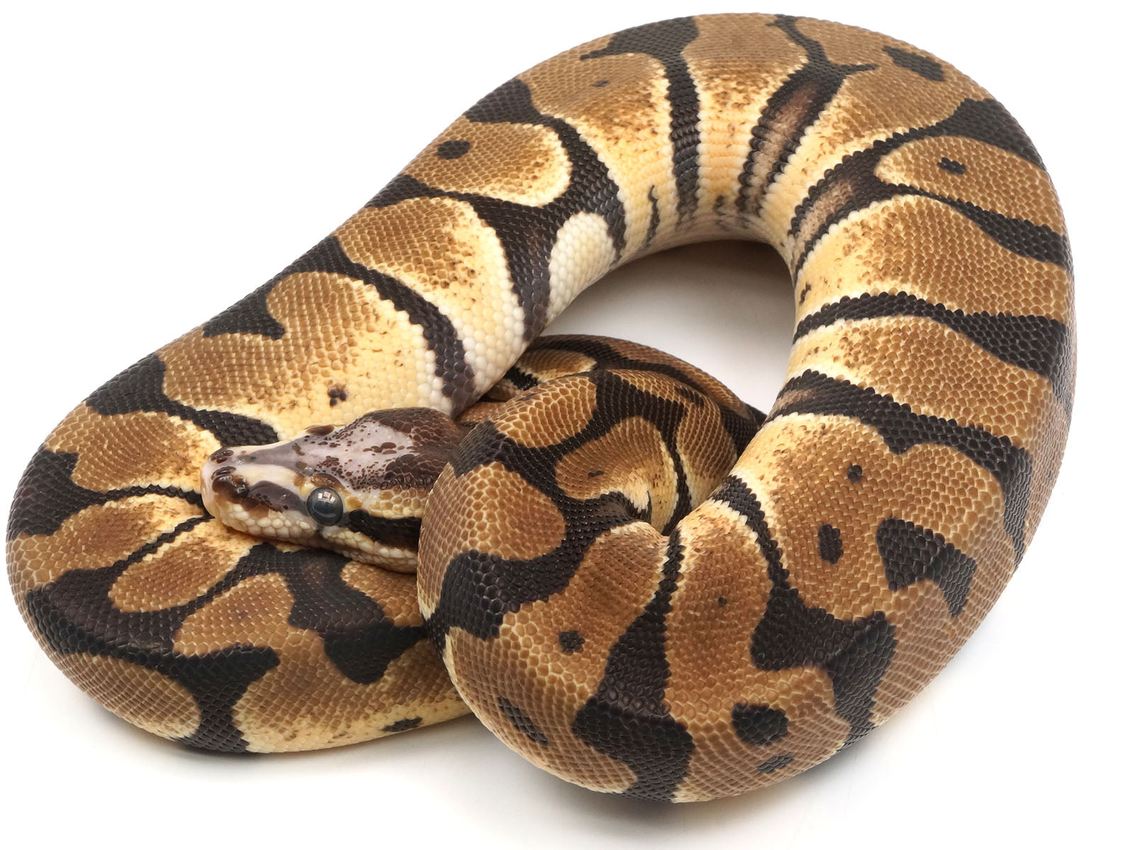 Microscale - Ball Python Traits - Morphpedia