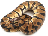 Load image into Gallery viewer, 2021 Male Enchi Microscale Possible Het Clown Ball Python