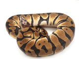 Load image into Gallery viewer, 2021 Male Enchi Microscale Possible Het Clown Ball Python