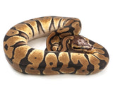 Load image into Gallery viewer, 2021 Male Enchi Microscale Possible Het Clown Ball Python