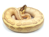 Load image into Gallery viewer, 2021 Male Enchi Super Stripe Odium Ball Python
