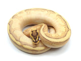 Load image into Gallery viewer, 2021 Male Enchi Super Stripe Odium Ball Python