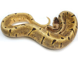 Load image into Gallery viewer, 2021 Male Enchi Woma Spider Possible Bald Ball Python 