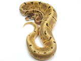 Load image into Gallery viewer, 2021 Male Enchi Woma Spider Possible Bald Ball Python 