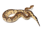 Load image into Gallery viewer, 2021 Male Fire Clown Ball Python