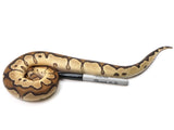 Load image into Gallery viewer, 2021 Male Fire Clown Ball Python