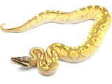 Load image into Gallery viewer, 2021 Male Fire Enchi Lesser Pastel Cinnamon Ball Python