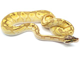 Load image into Gallery viewer, 2021 Male Fire Enchi Lesser Pastel Cinnamon Ball Python