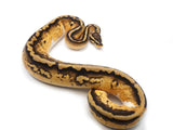 Load image into Gallery viewer, 2021 Male Gene X Yellowbelly Pied Ball Python