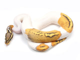 Load image into Gallery viewer, 2021 Male Ghost Pied Ball Python