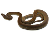Load image into Gallery viewer, 2021 Male Golden Child Phantom Het Anthrax Reticulated Python