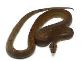 Load image into Gallery viewer, 2021 Male Golden Child Phantom Het Anthrax Reticulated Python