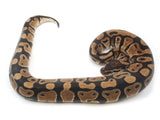 Load image into Gallery viewer, 2021 Male Het Clown Het Pied Ball Python 