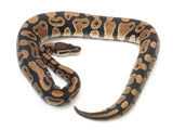 Load image into Gallery viewer, 2021 Male Het Clown Het Pied Ball Python 