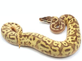 Load image into Gallery viewer, 2021 Male Hidden Gene Woma Granite Pastel Leopard Yellowbelly Fader EMG Ball Python