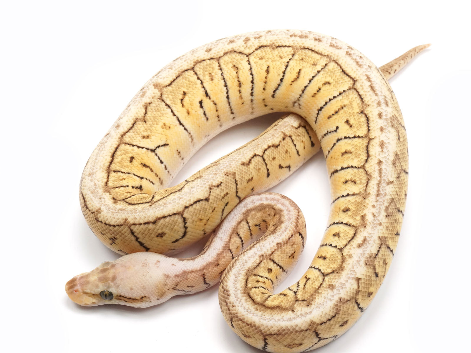 Lemon Royal Python Lemon Blast Ball Python