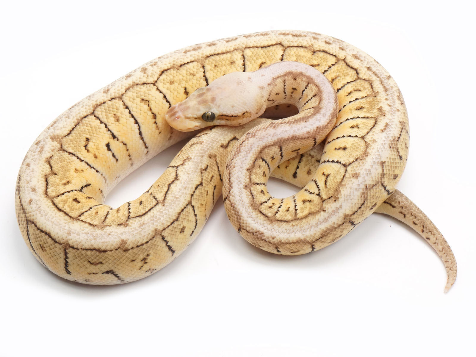 Lemon Blast Ball Python
